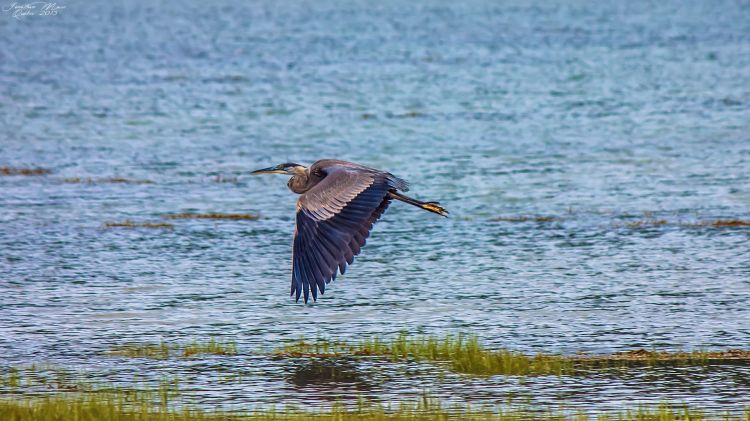 Wallpapers Animals Birds - Herons Grand Héron