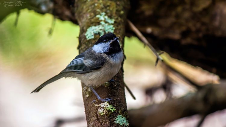 Wallpapers Animals Birds - Chickadees Mésange à tête noire