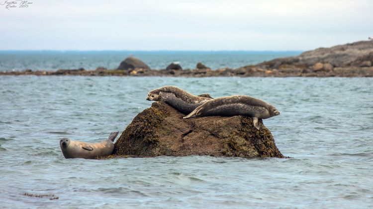 Fonds d'cran Animaux Vie marine - Phoques Phoques commun