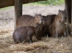  Animaux Image sans titre N412410