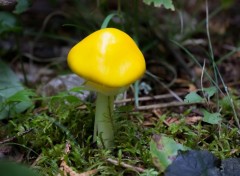  Nature Champignon jaune