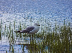  Animaux Mouette