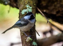  Animals Mésange à tête noire