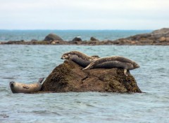  Animaux Phoques commun