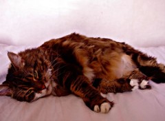  Animaux chat de race Maine Coon (2)