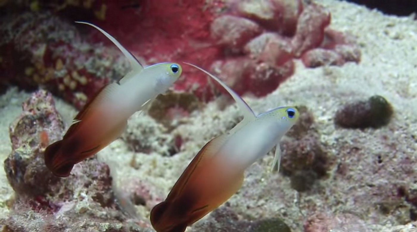 Fonds d'cran Animaux Vie marine - Poissons 