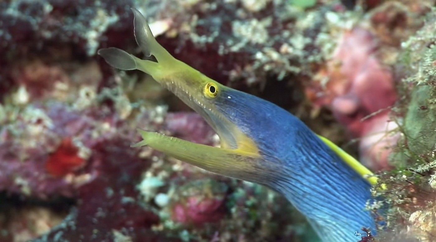 Fonds d'cran Animaux Vie marine - Poissons 