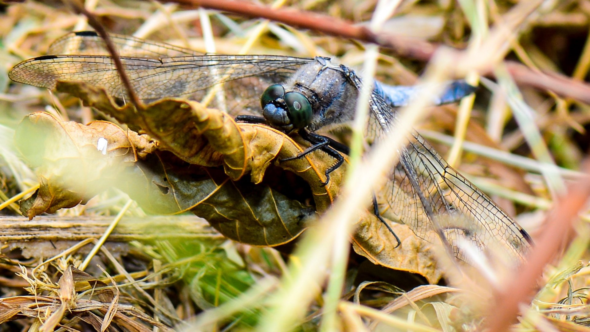 Fonds d'cran Animaux Insectes - Libellules Libellule