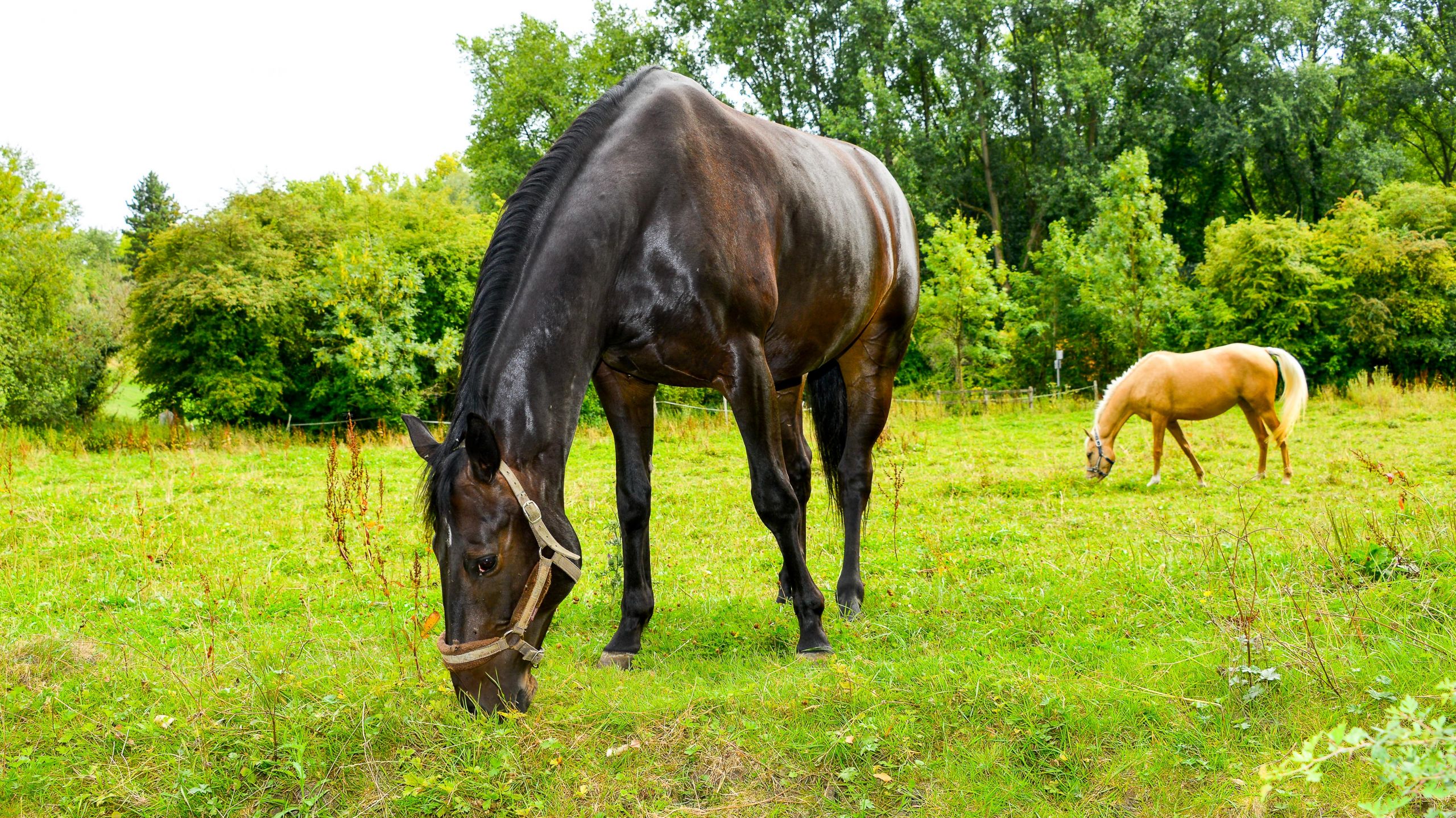 Fonds d'cran Animaux Chevaux Chevaux domestiques