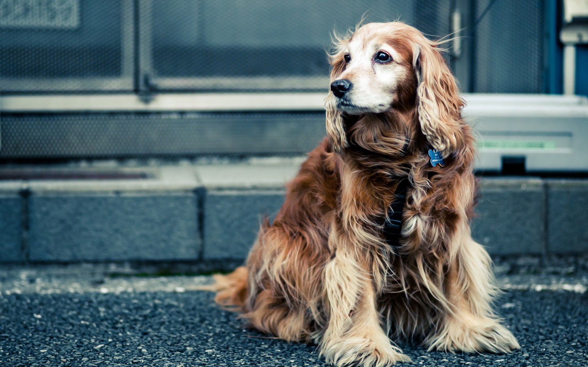 Fonds d'cran Animaux Chiens 