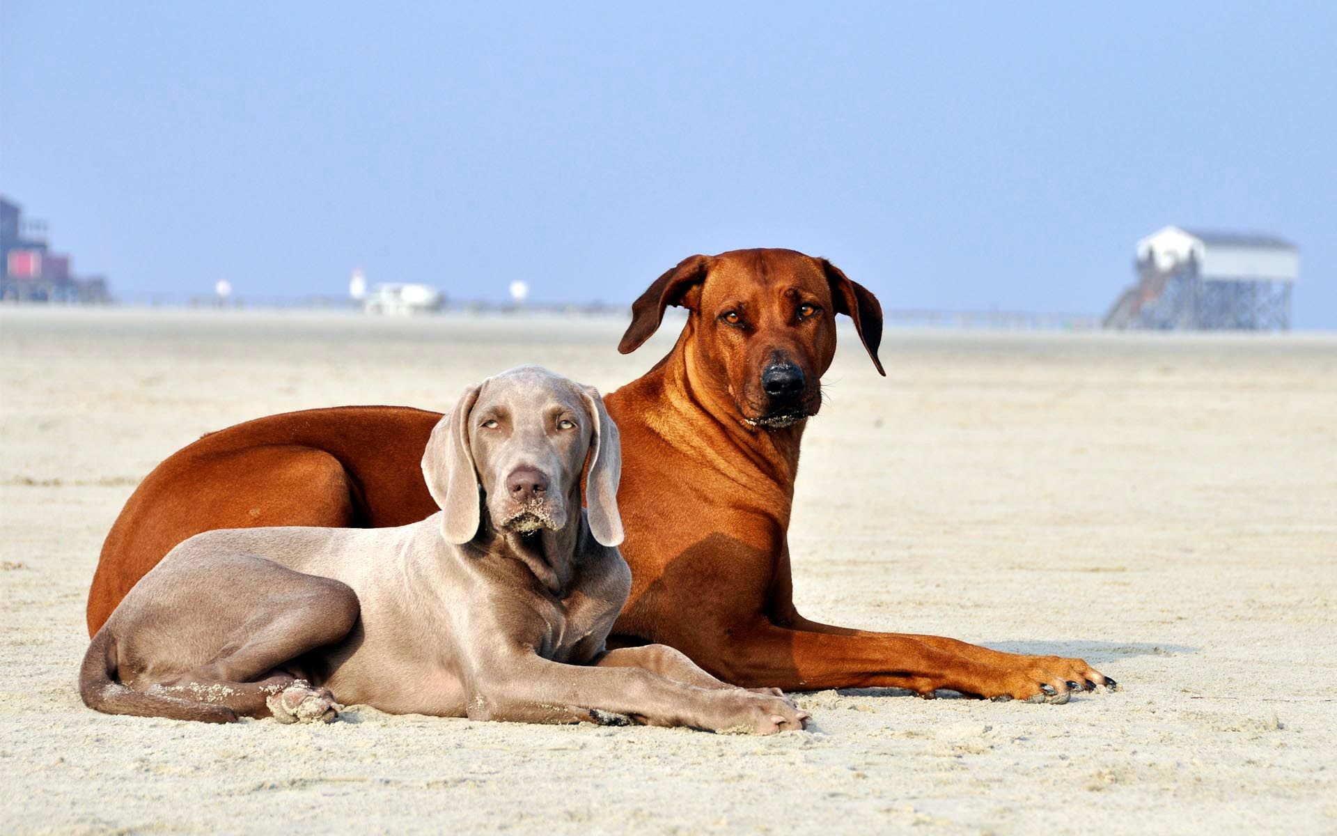 Fonds d'cran Animaux Chiens et chats 