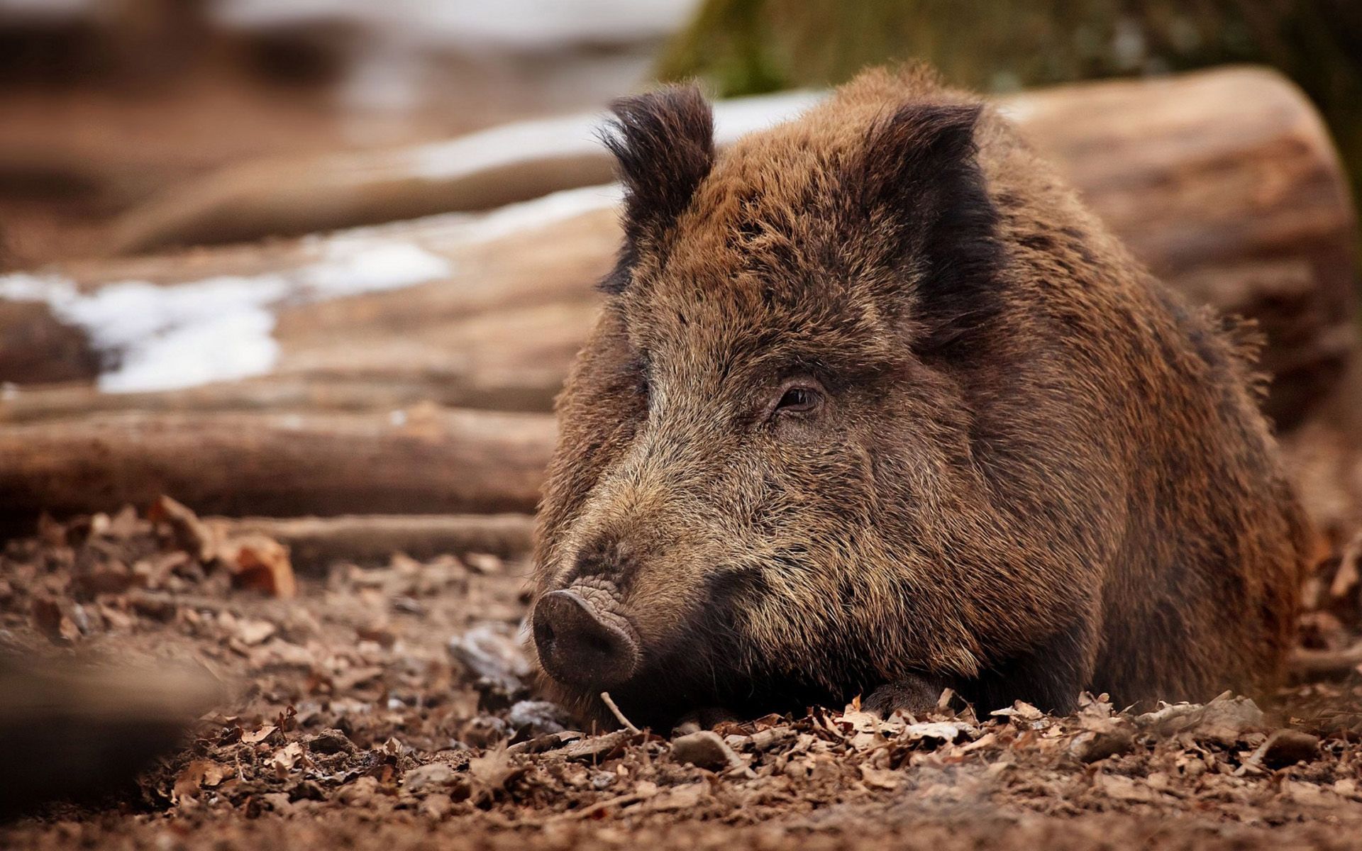 Fonds d'cran Animaux Sangliers - Phacochres 