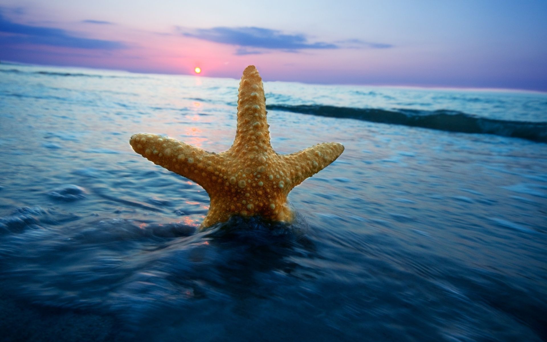 Fonds d'cran Animaux Vie marine - Etoiles de mer 