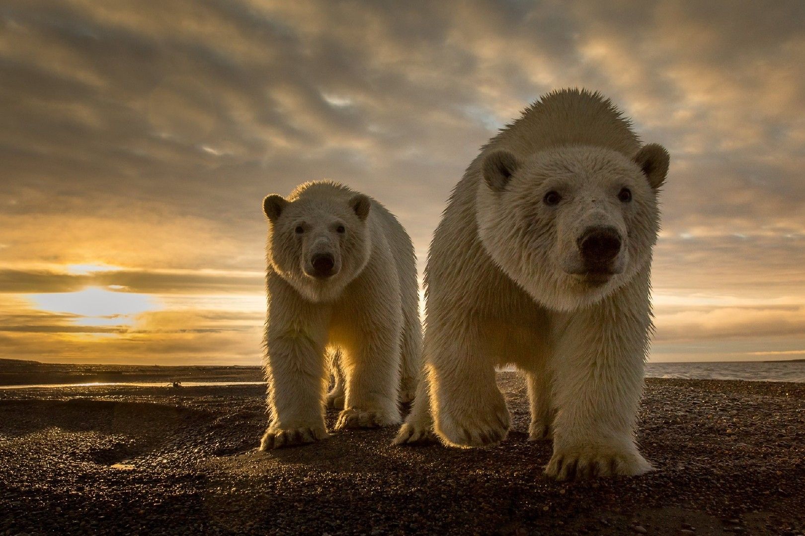 Wallpapers Animals Bears 