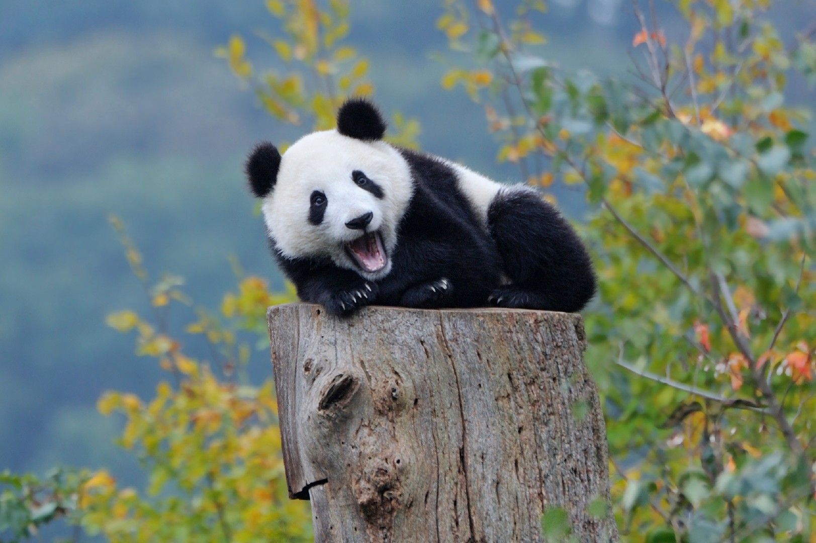 Wallpapers Animals Pandas 