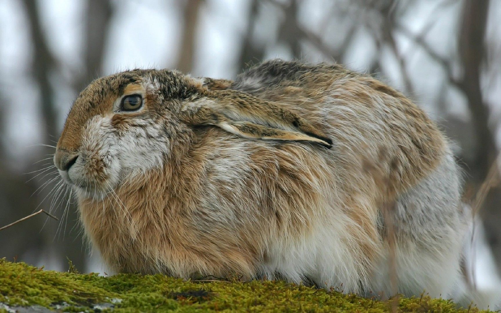 Fonds d'cran Animaux Lapins - Livres 