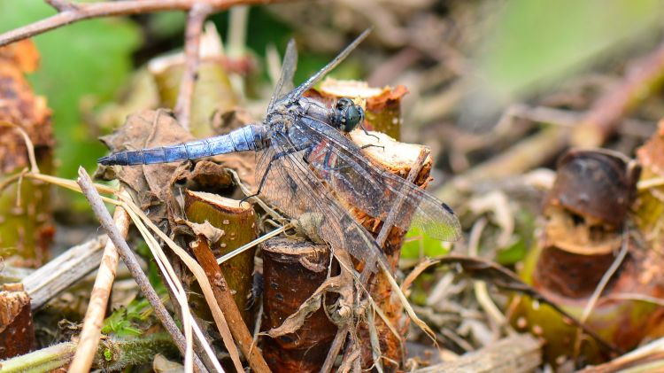 Wallpapers Animals Insects - Dragonflies Libellule