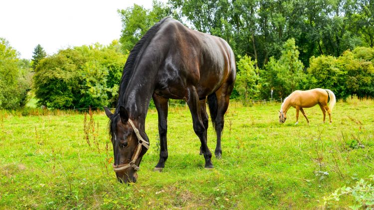 Fonds d'cran Animaux Chevaux Chevaux domestiques