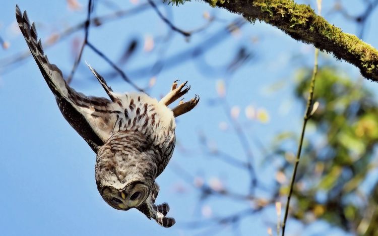 Fonds d'cran Animaux Oiseaux - Hiboux et Chouettes Wallpaper N412704