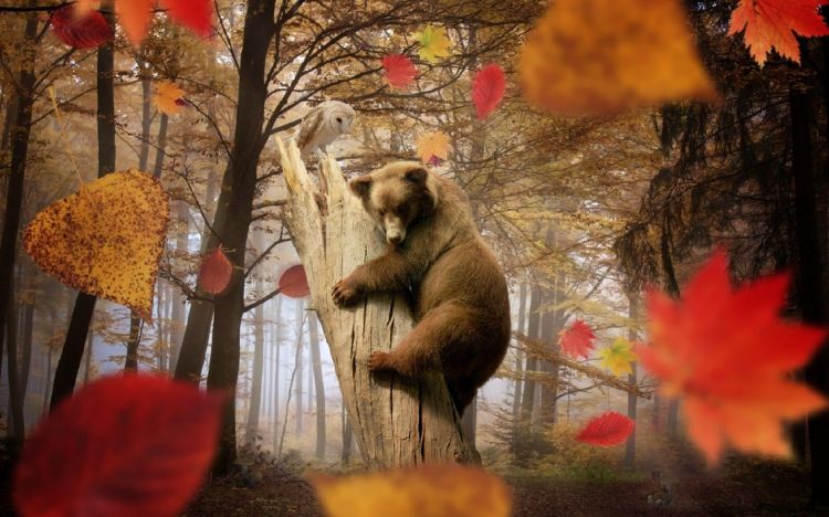 Wallpapers Animals Bears Wallpaper N412733