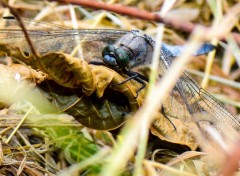  Animaux Libellule