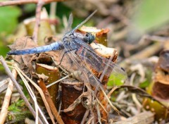  Animaux Libellule