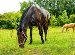  Animaux Chevaux domestiques