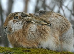  Animaux Image sans titre N412741