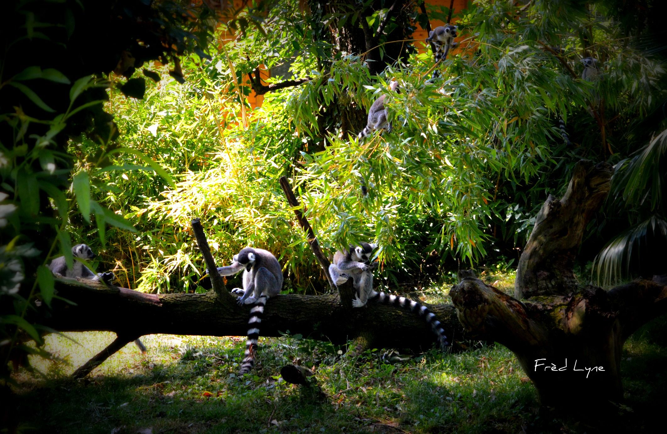 Wallpapers Animals Lemurs 