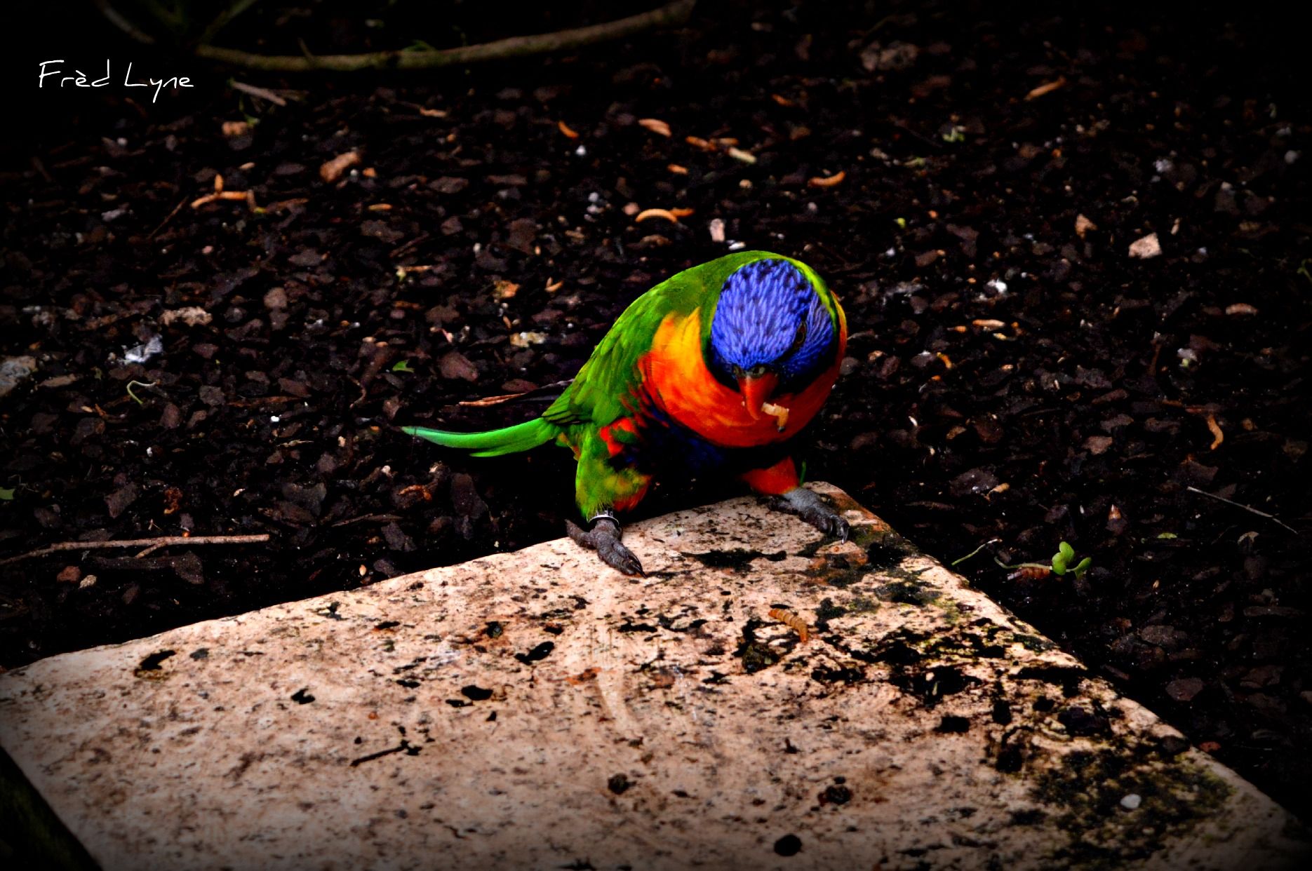 Fonds d'cran Animaux Oiseaux - Perruches 