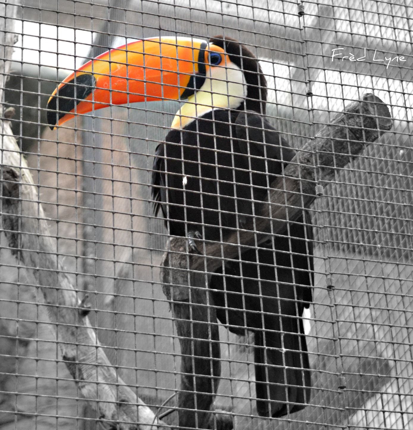 Wallpapers Animals Birds - Toucans 