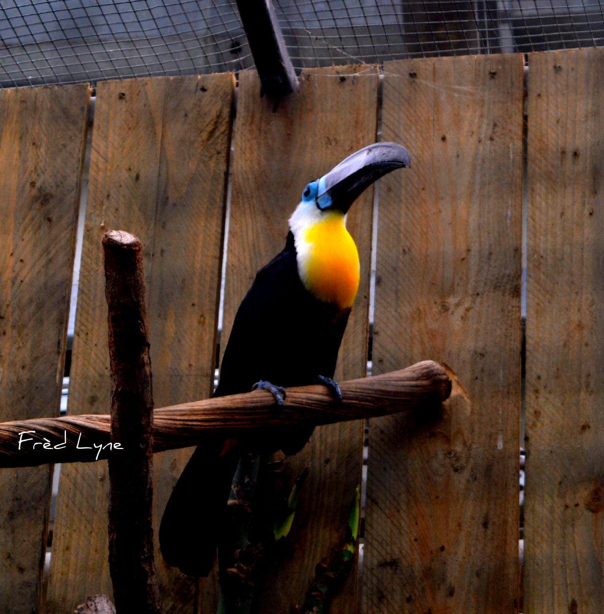 Wallpapers Animals Birds - Toucans 