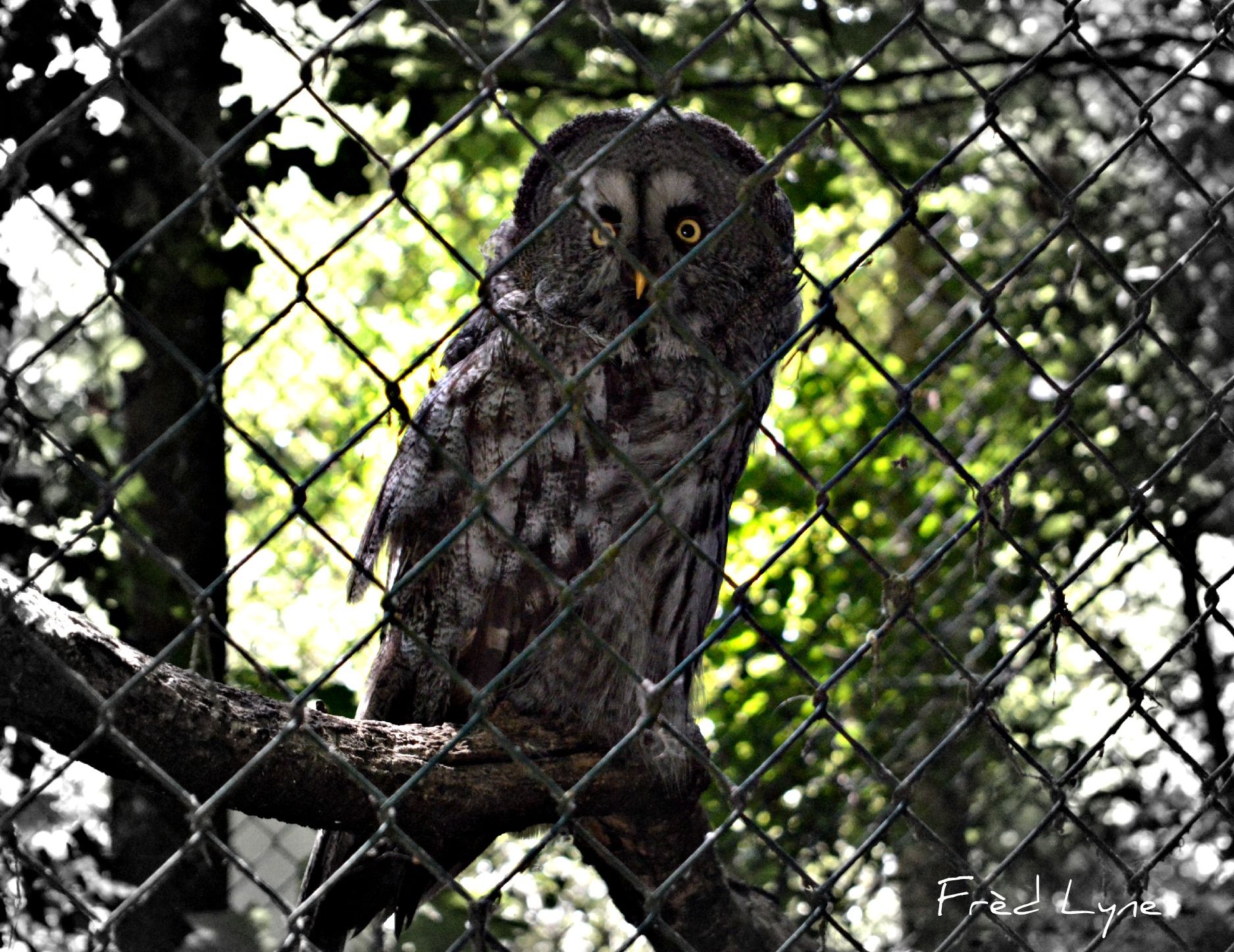 Fonds d'cran Animaux Oiseaux - Hiboux et Chouettes 