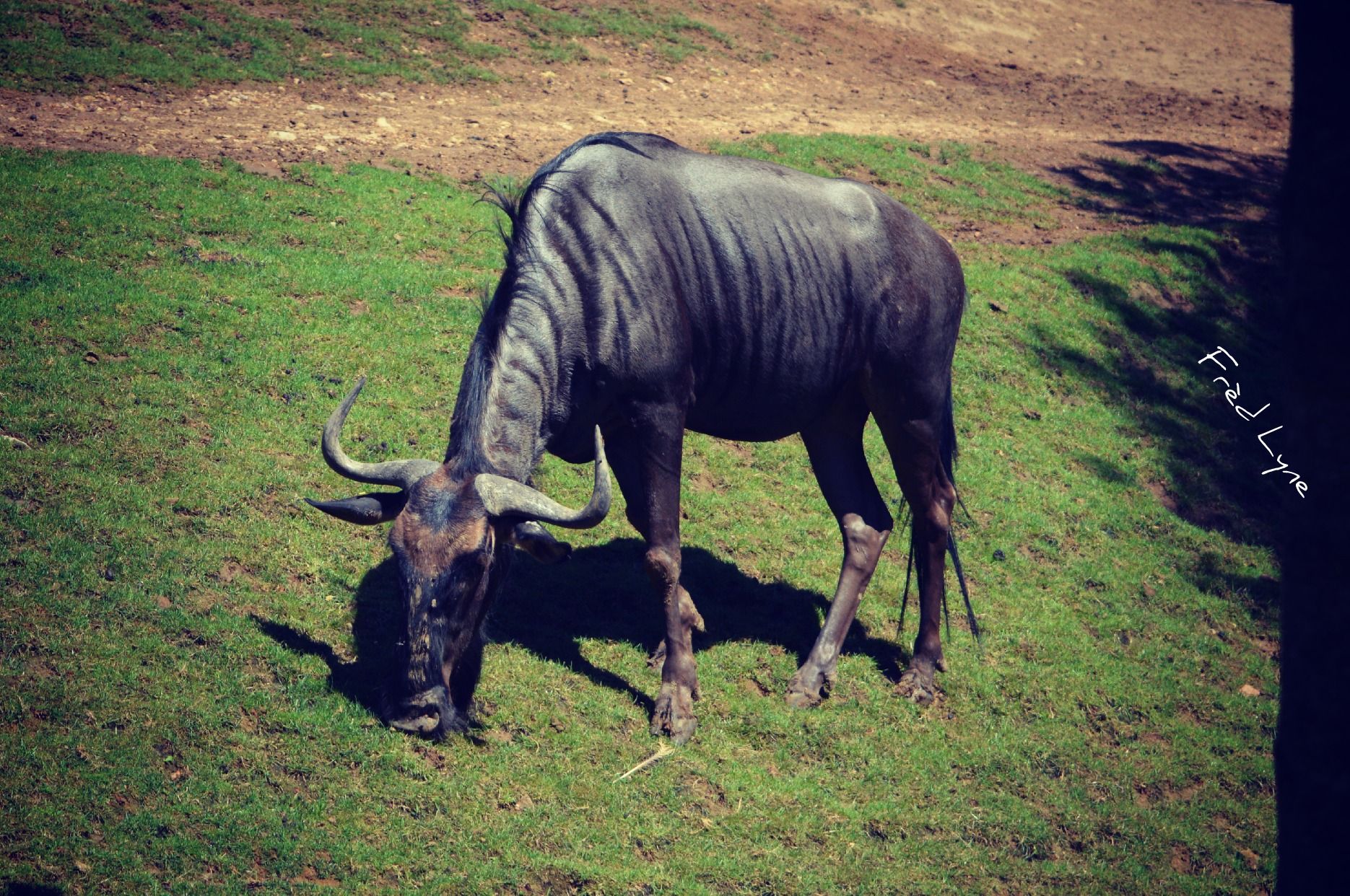 Fonds d'cran Animaux Gnous 