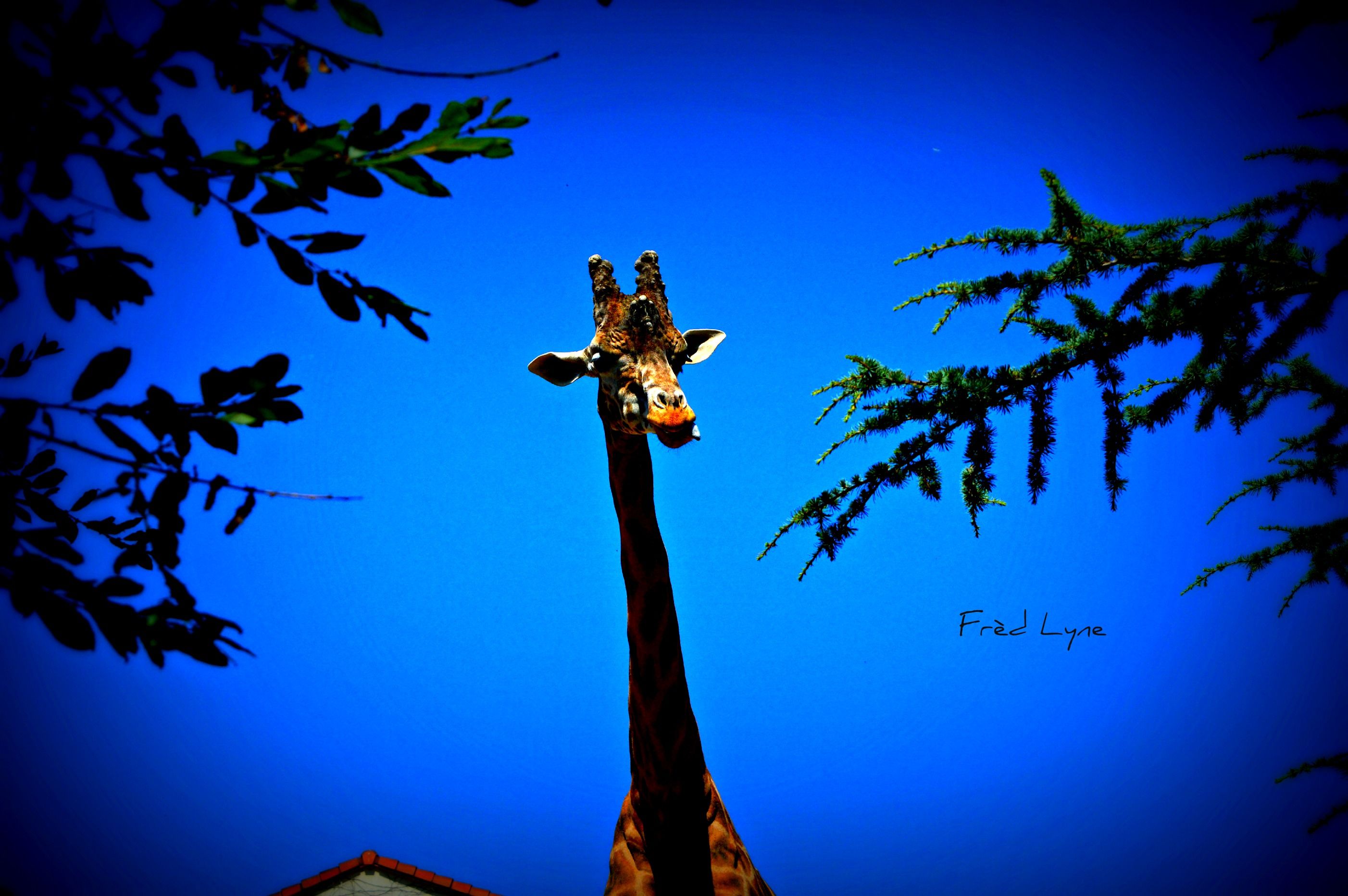 Wallpapers Animals Giraffes 