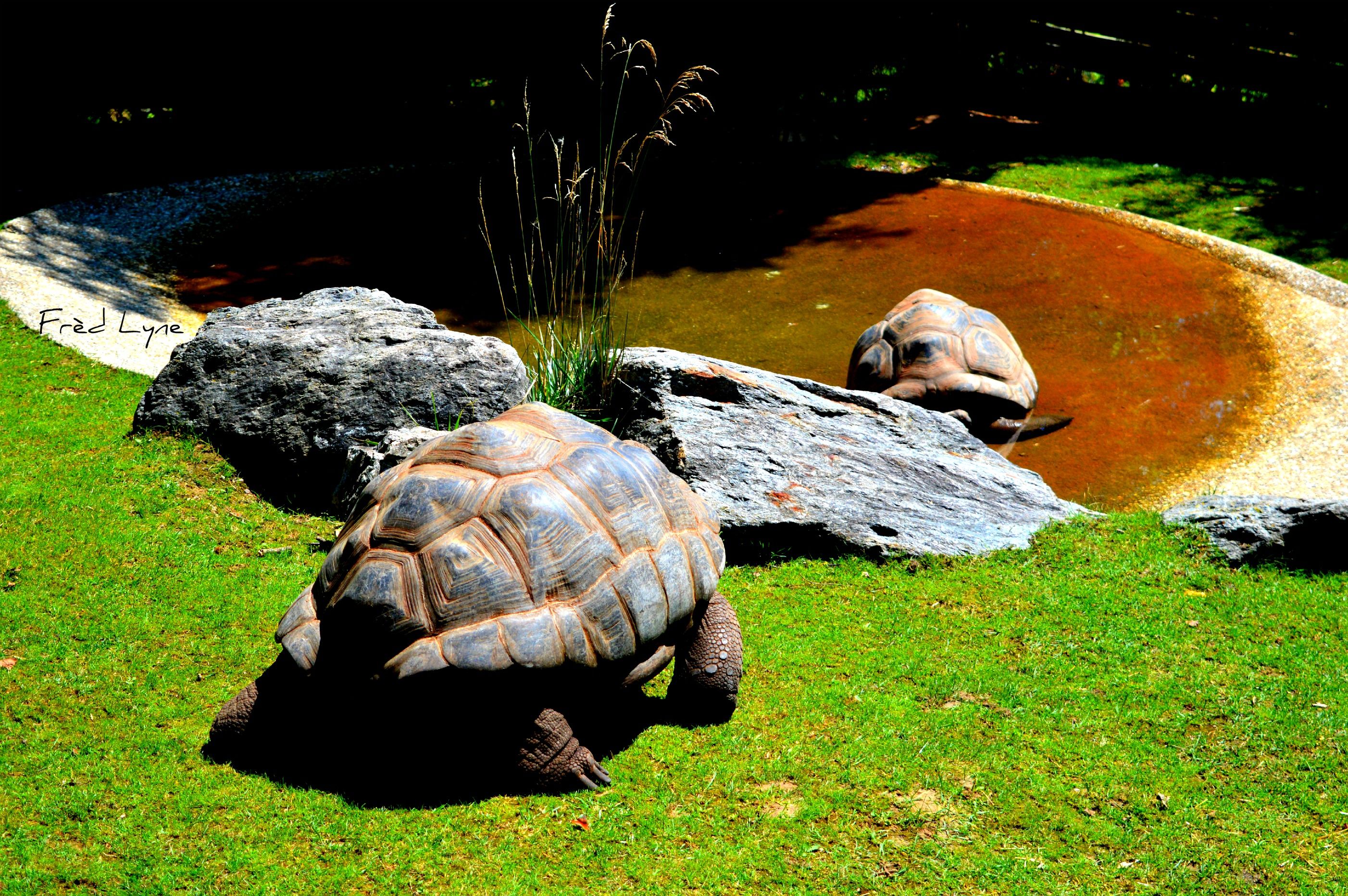 Fonds d'cran Animaux Tortues 