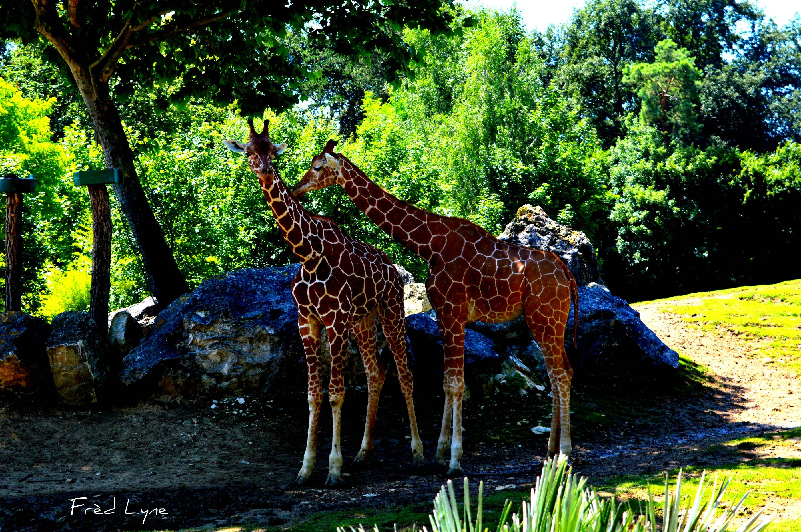 Wallpapers Animals Giraffes 