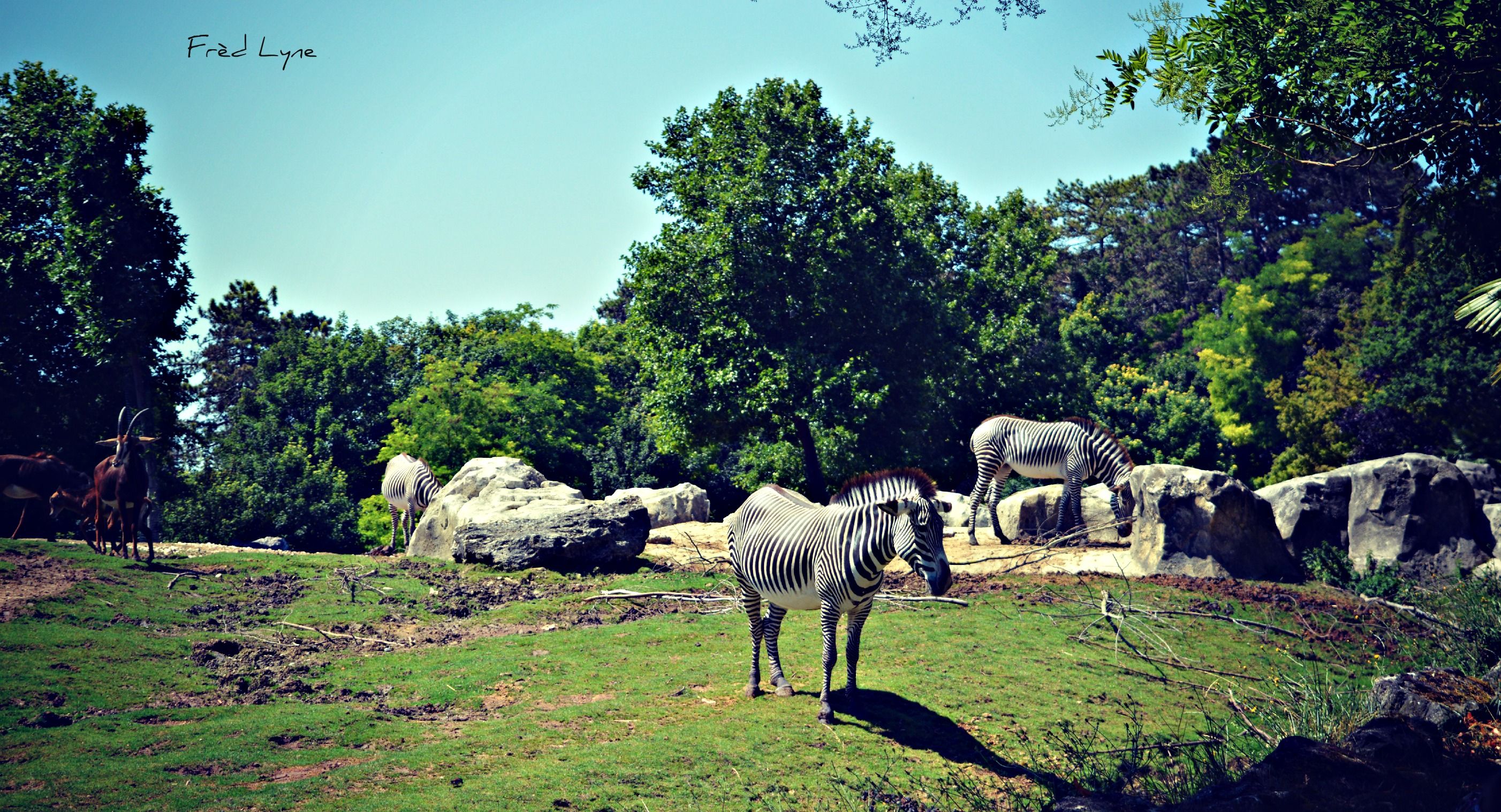 Fonds d'cran Animaux Zbres 