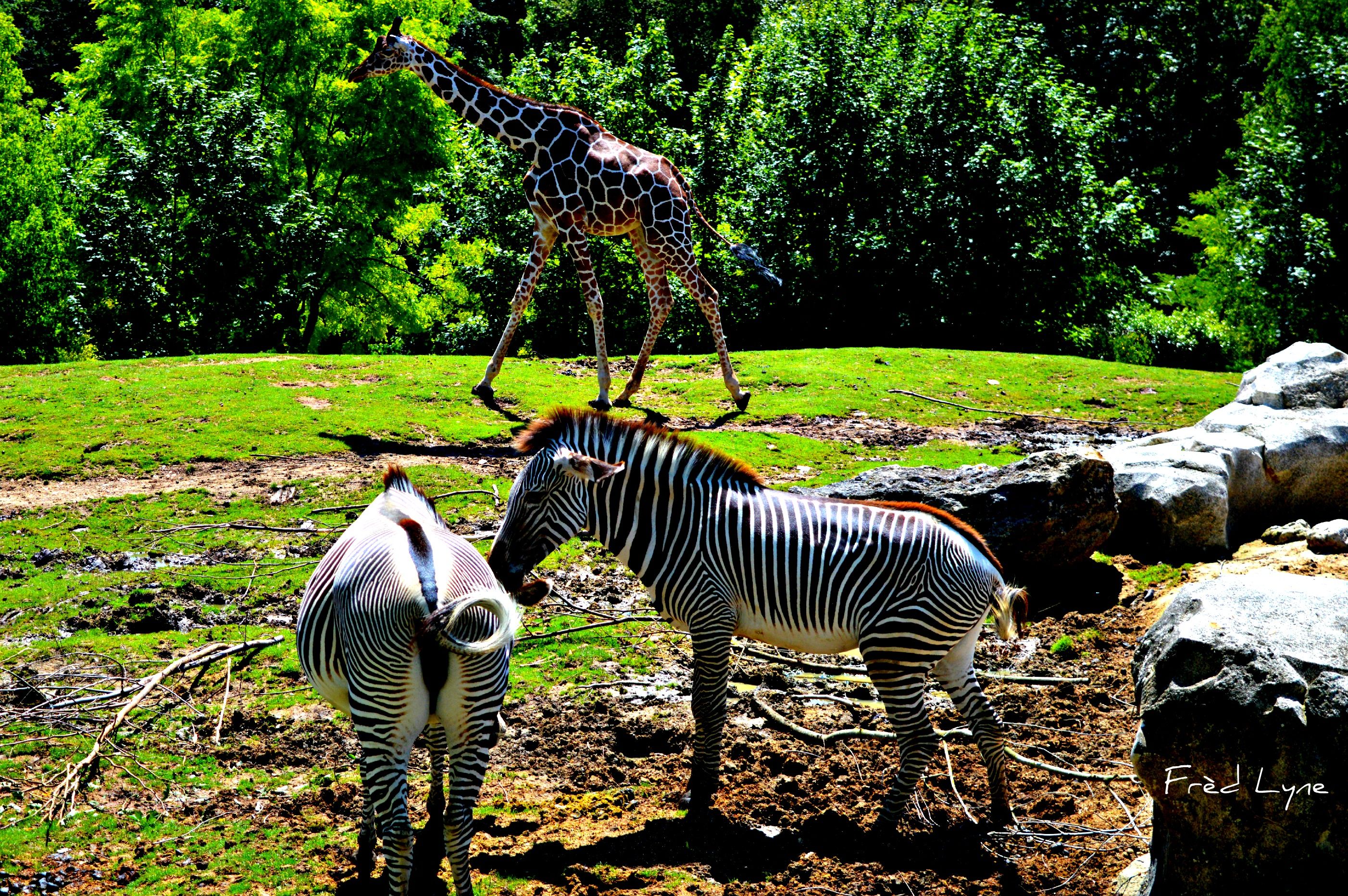 Fonds d'cran Animaux Zbres 