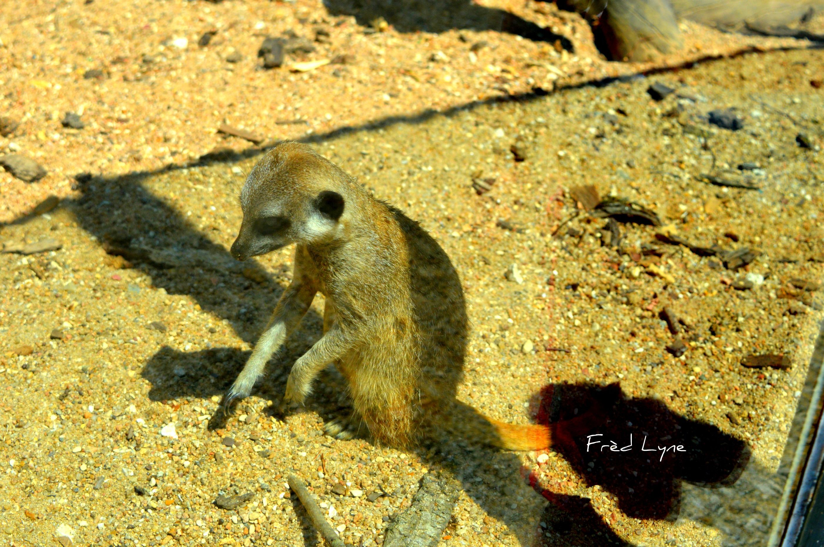 Fonds d'cran Animaux Divers 