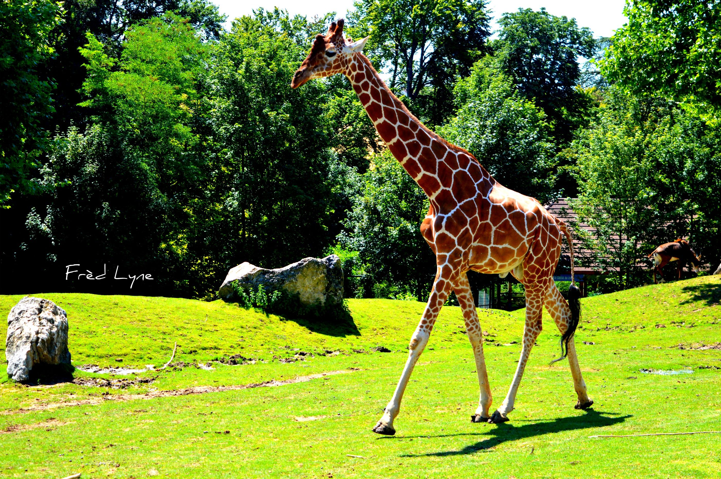 Fonds d'cran Animaux Girafes 