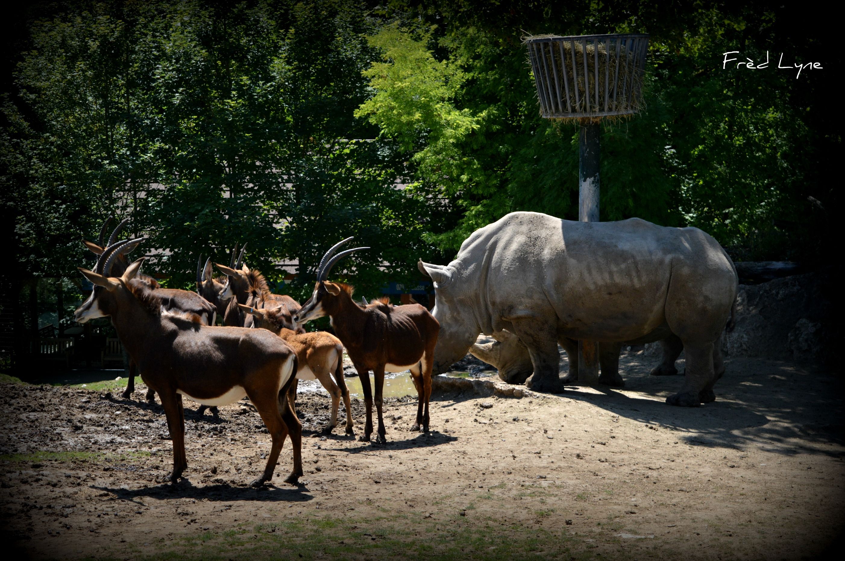 Fonds d'cran Animaux Divers 