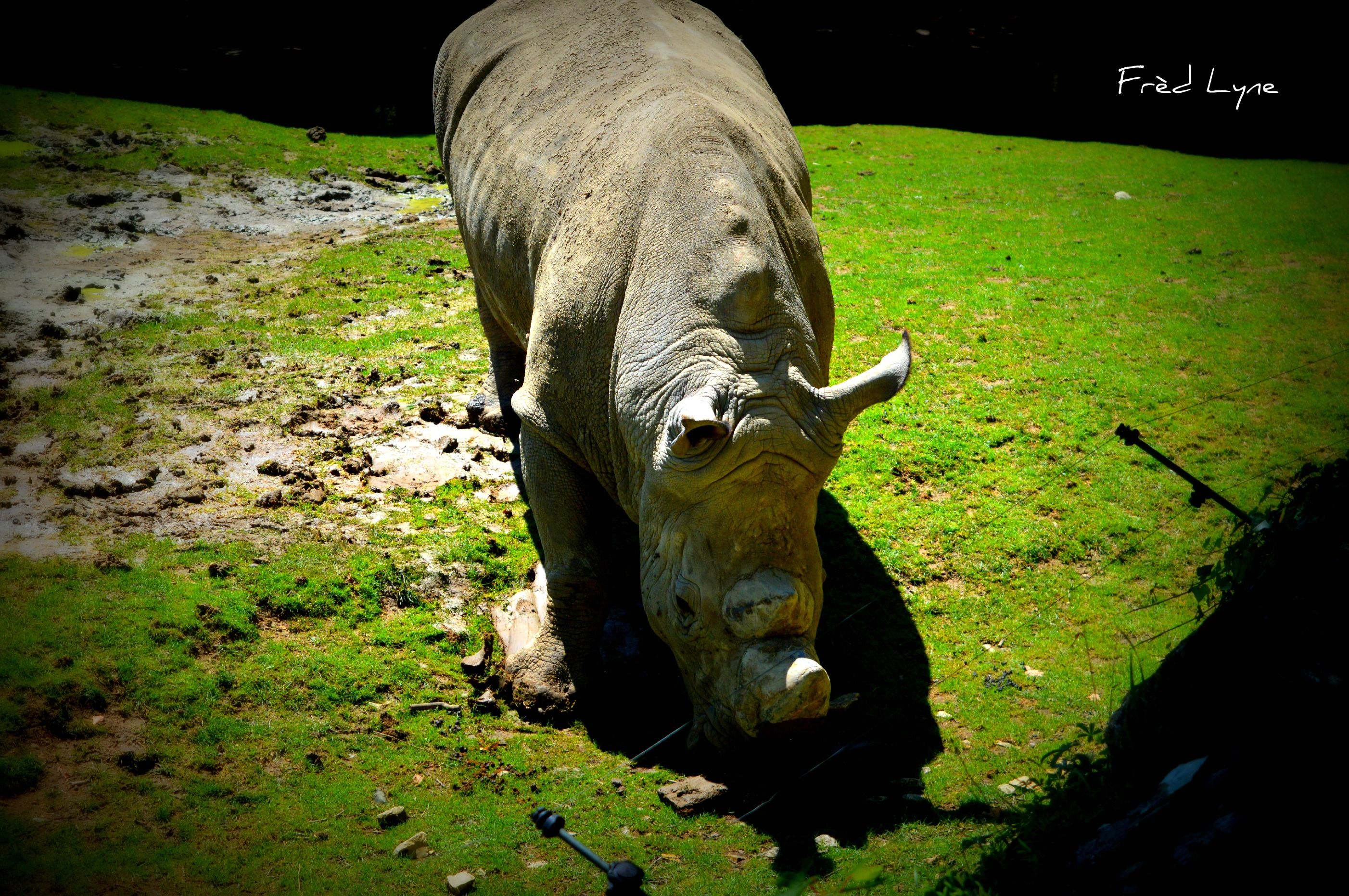 Wallpapers Animals Rhinoceros 