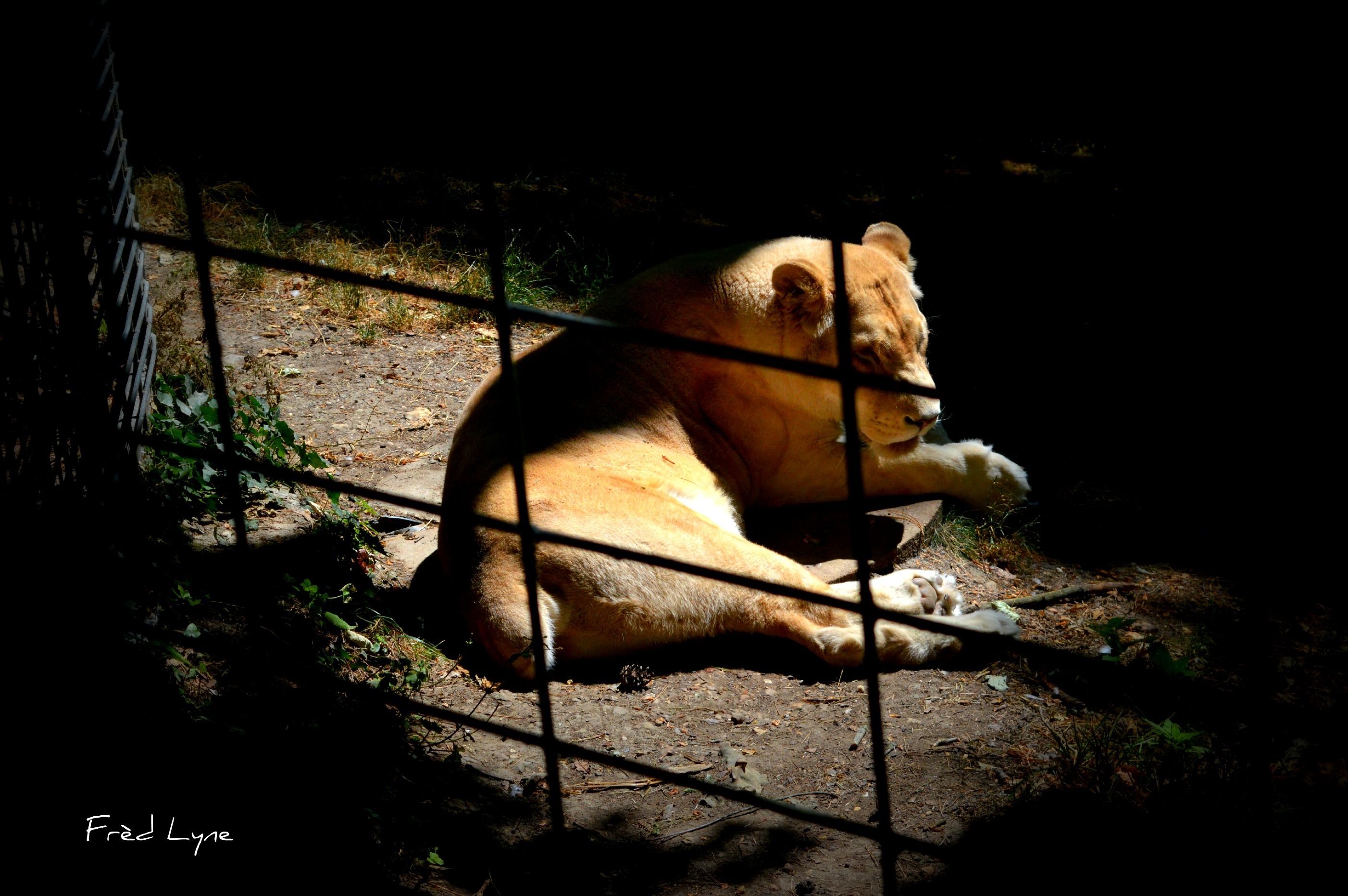 Fonds d'cran Animaux Flins - Lions 