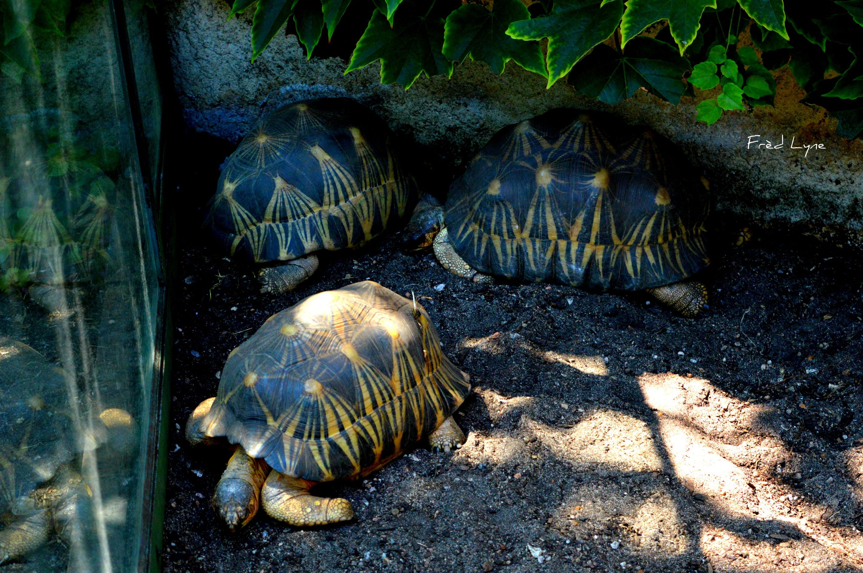 Fonds d'cran Animaux Tortues 