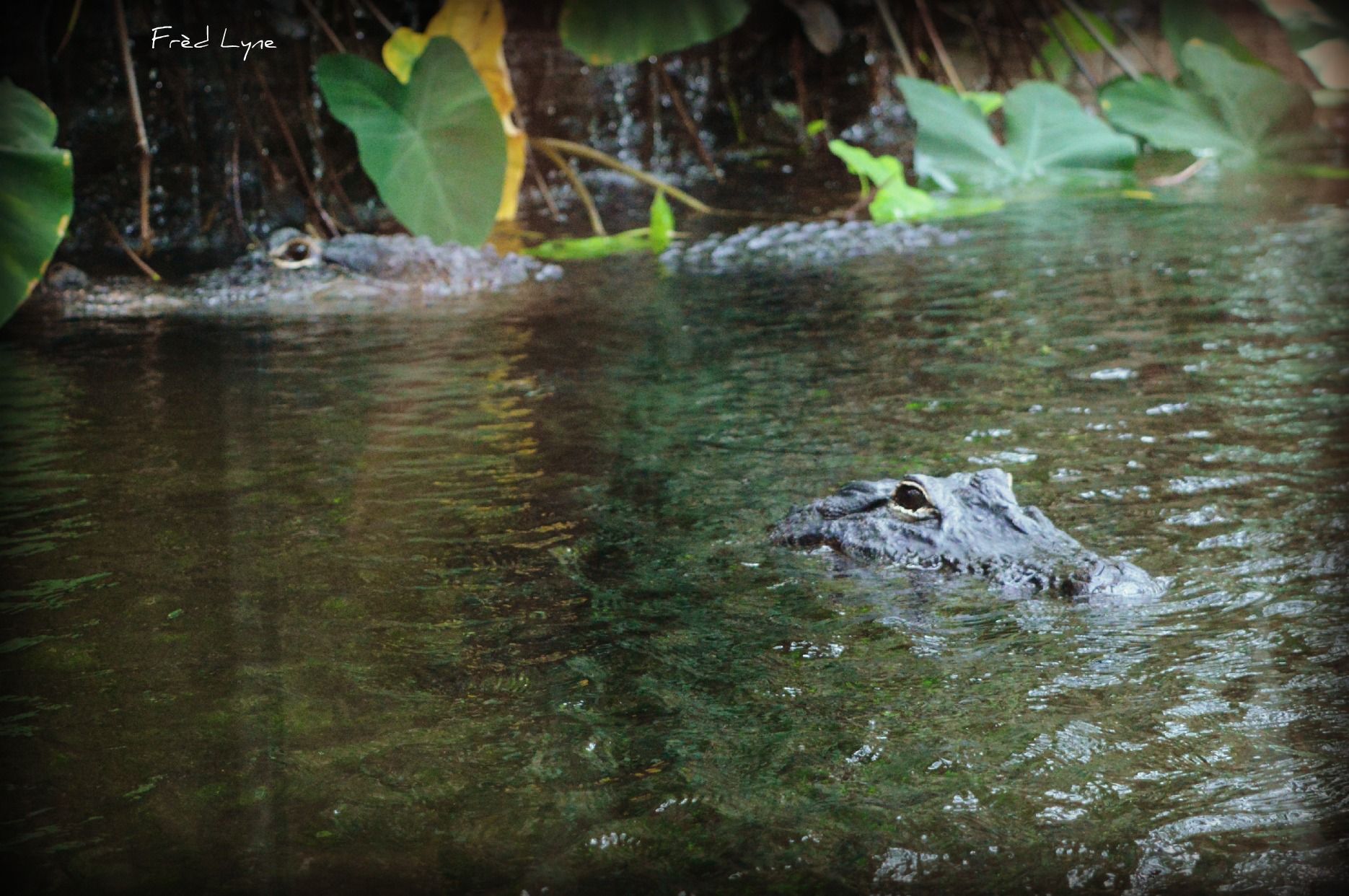 Wallpapers Animals Crocodile - Alligator - Caiman 