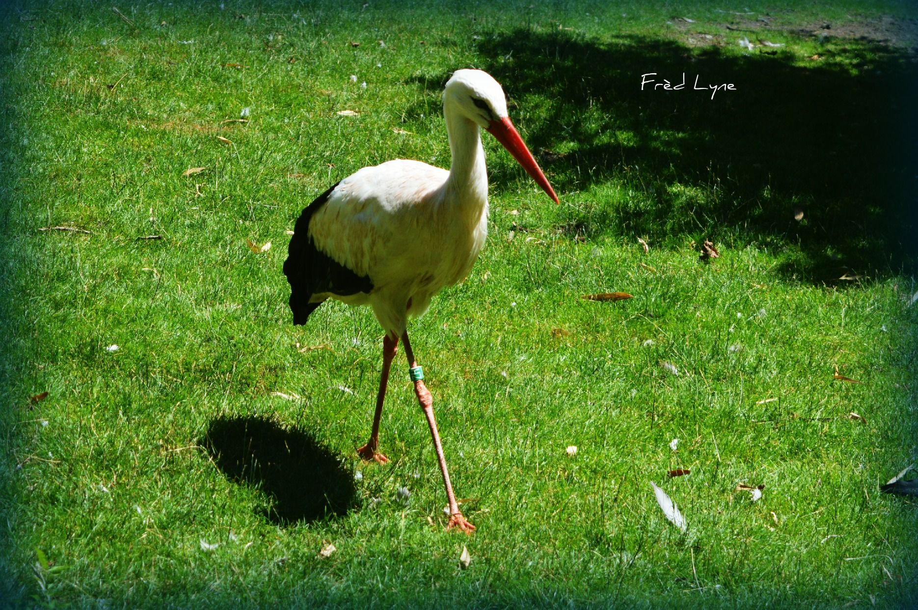 Fonds d'cran Animaux Oiseaux - Cigognes 