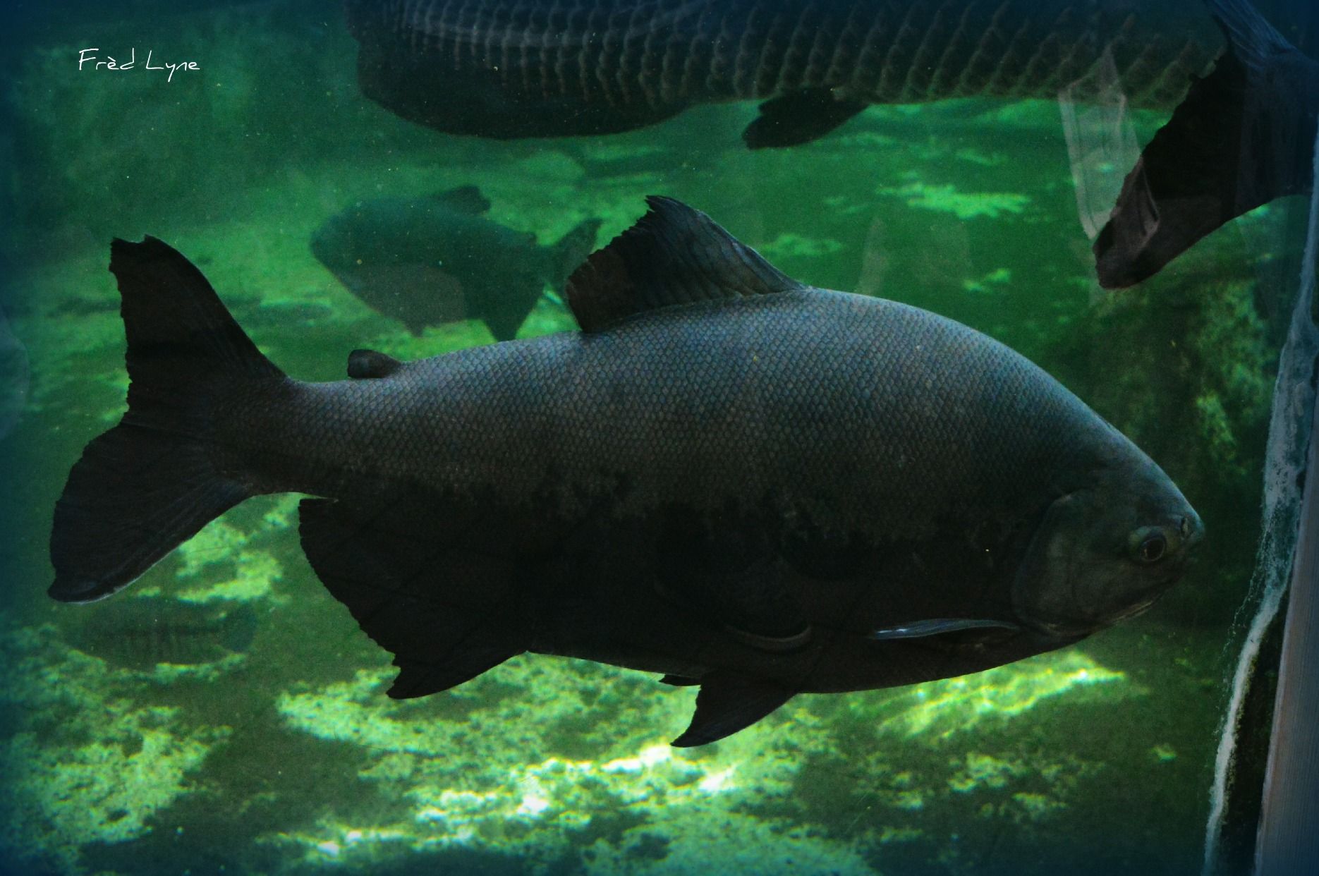 Fonds d'cran Animaux Vie marine - Poissons 