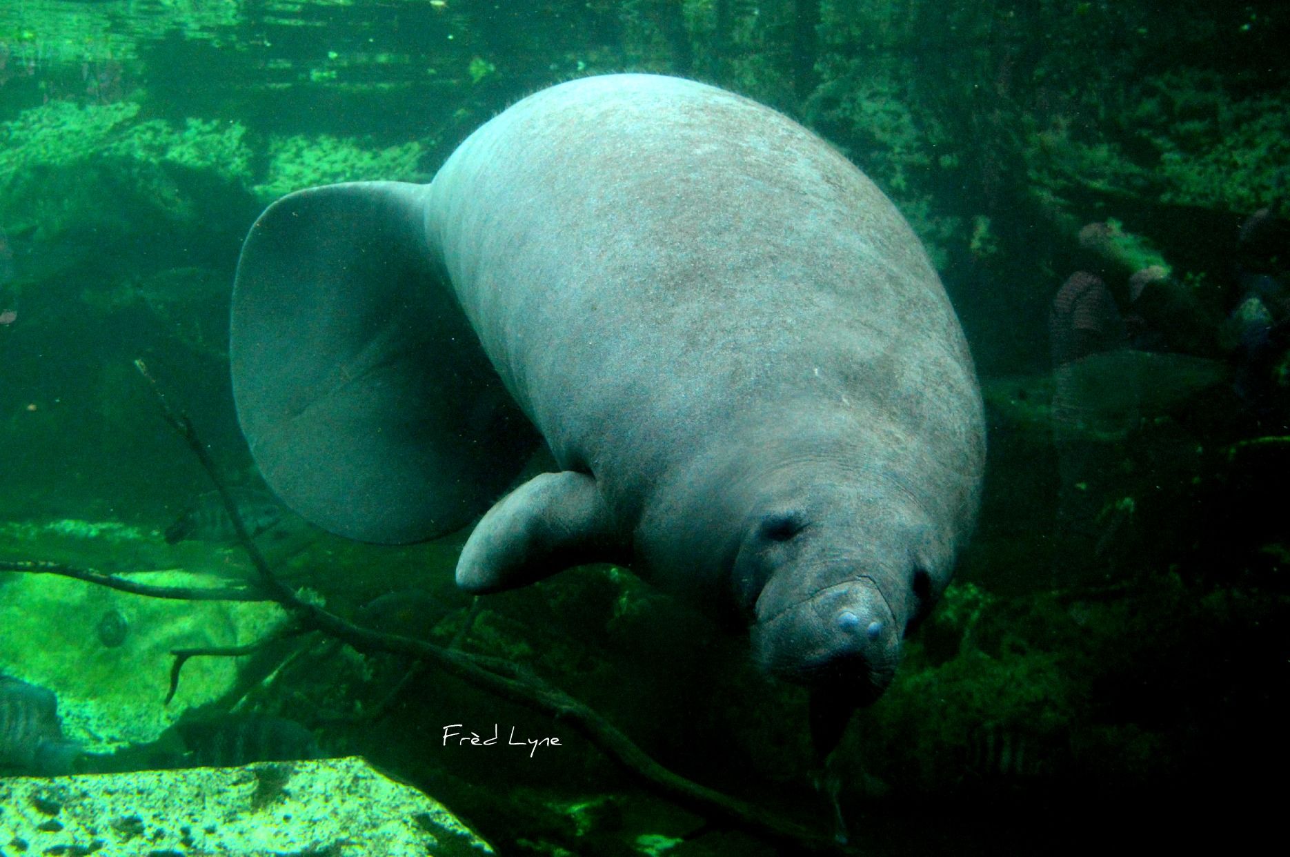 Wallpapers Animals Sealife - Manatees 