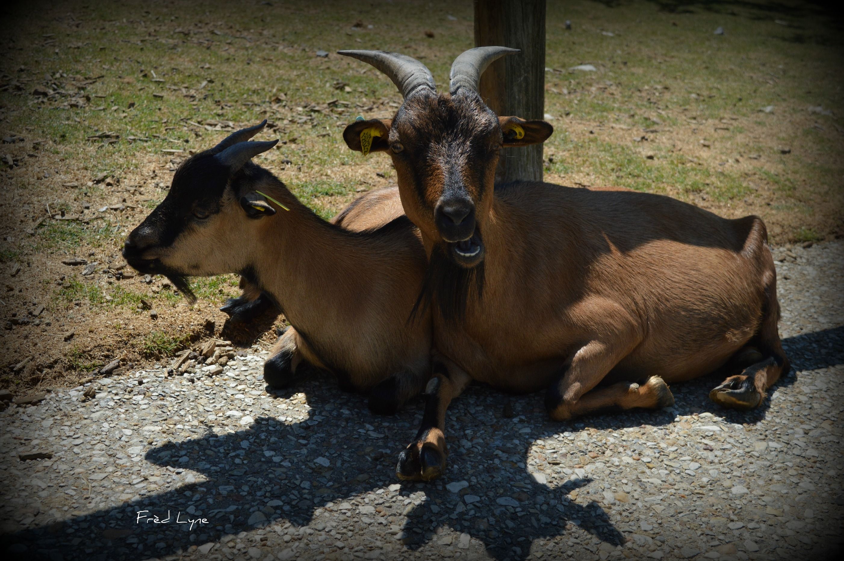 Fonds d'cran Animaux Chvres 